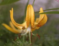 Bright yellow flowers on arching stems